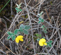 Argyrolobium lotoides