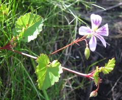 Pelargonium pseudosetulosum