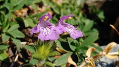 Galeopsis ladanum