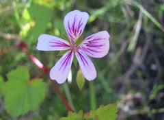 Pelargonium pseudosetulosum