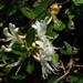 Lonicera japonica japonica - Photo (c) Gerhard Diedericks, μερικά δικαιώματα διατηρούνται (CC BY-NC), uploaded by Gerhard Diedericks
