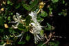 Hall's Honeysuckle - Photo (c) Gerhard Diedericks, some rights reserved (CC BY-NC), uploaded by Gerhard Diedericks