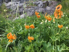 Lilium pardalinum wigginsii