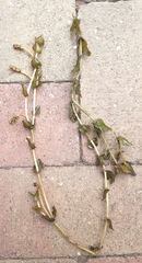 Potamogeton perfoliatus