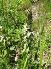 Satyrium ligulatum