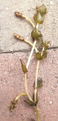 Potamogeton perfoliatus