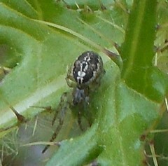 Zygiella montana