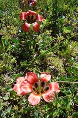Romulea sabulosa