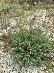 Oxytropis microphylla