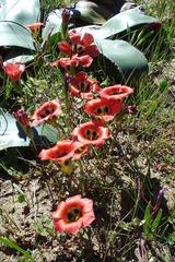 Romulea sabulosa