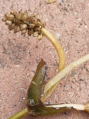 Potamogeton perfoliatus