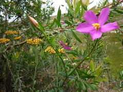 Chironia melampyrifolia