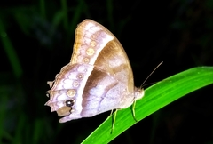 Taygetis thamyra