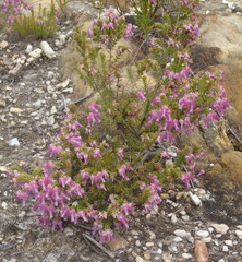 Erica glomiflora glomiflora