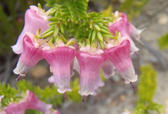 Erica glomiflora glomiflora