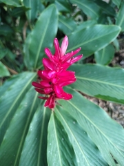 Alpinia purpurata