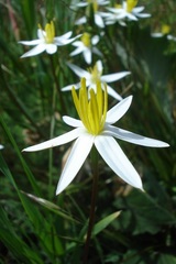 Pauridia serrata albiflora