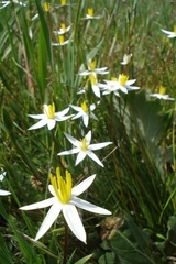 Pauridia serrata albiflora