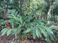 Alpinia purpurata