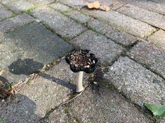 Coprinus comatus