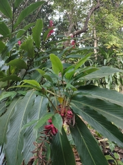 Alpinia purpurata