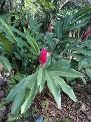 Alpinia purpurata