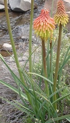 Kniphofia fluviatilis