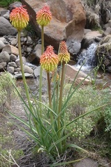 Kniphofia fluviatilis