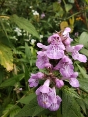 Stachys palustris