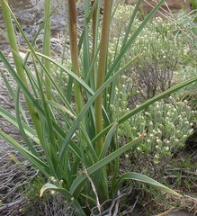 Kniphofia fluviatilis