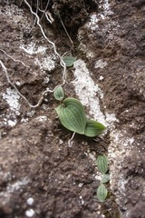 Holothrix orthoceras