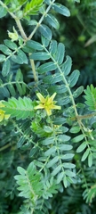 Tribulus terrestris