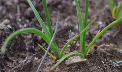 Cyperus semitrifidus
