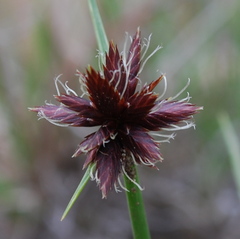 Cyperus semitrifidus