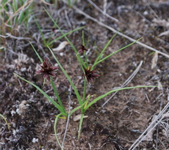 Cyperus semitrifidus