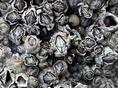 Austrominius modestus