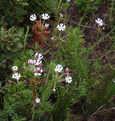 Zaluzianskya maritima