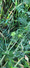Tribulus terrestris