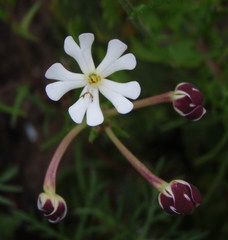 Zaluzianskya maritima