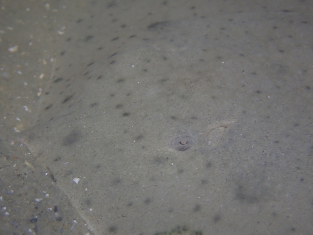 Japanese butterfly ray (Gymnura japonica) — Gymnuridae
