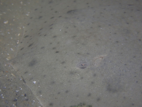 Japanese butterfly ray (Gymnura japonica) — Gymnuridae