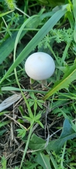Agaricales
