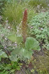 Gunnera perpensa