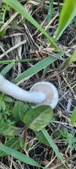 Agaricales