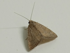 Amyna axis