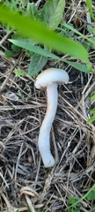 Agaricales