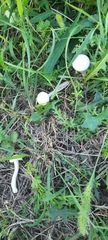 Agaricales