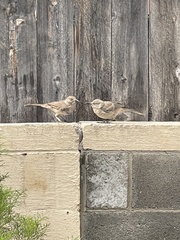 Toxostoma curvirostre