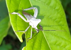 Acanthocephala alata