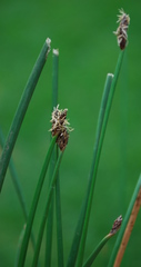 Eleocharis limosa